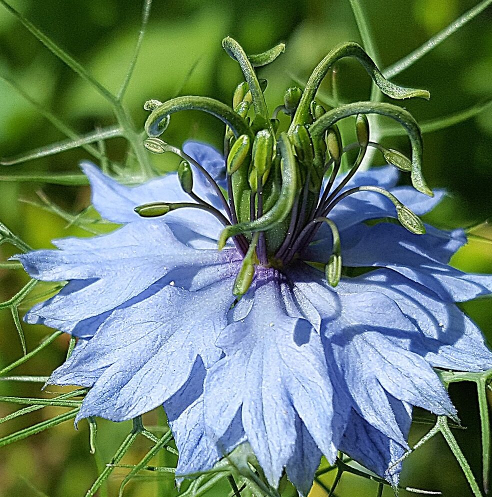 Nigella Sativa Nigella Sativa