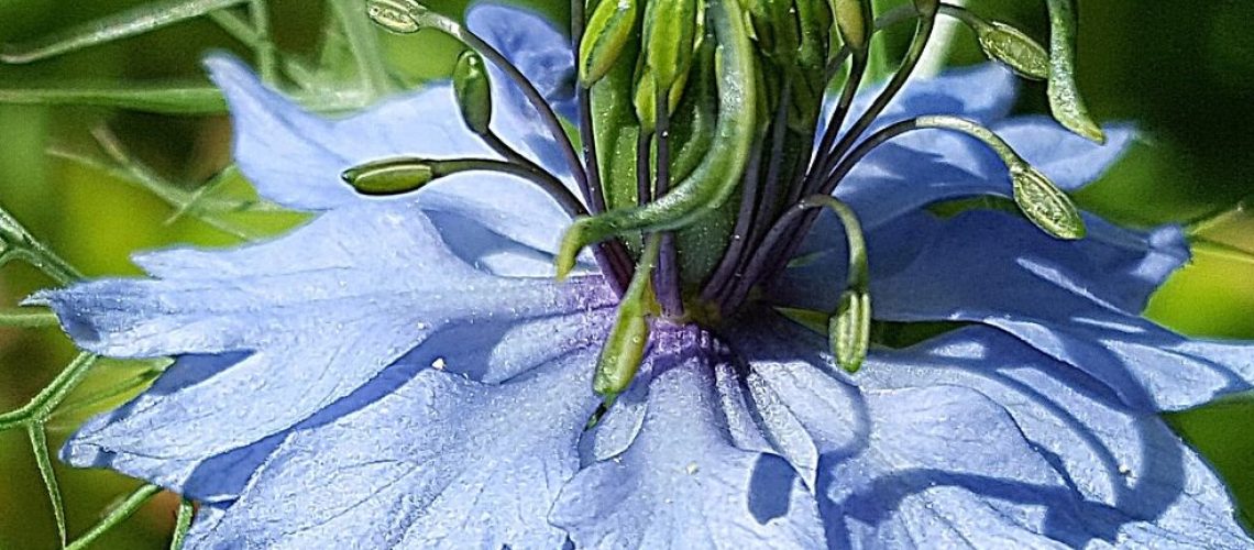 Nigella Sativa 3