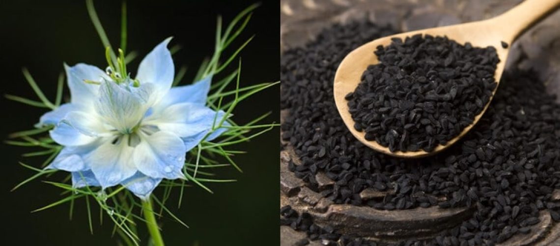 l'olio di semi di cumino nero